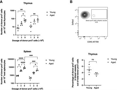 Thymus Reconstitution in Young and Aged Mice Is Facilitated by In Vitro-Generated Progenitor T Cells